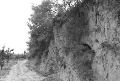 魏国第四任皇帝曹髦召睹王沈、王业:司马昭之心,路人所知也