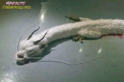 蛟龙图片实在恐惧 千年蛟龙实在图片