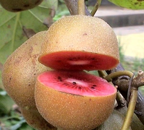 猕猴桃里面是红色的可以吃,猕猴桃中有红色的籽能吃 和黑籽猕猴桃有什么区别吗图2