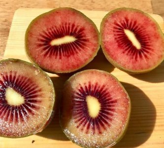 ​猕猴桃里面是红色的可以吃,猕猴桃中有红色的籽能吃 和黑籽猕猴桃有什么区别吗