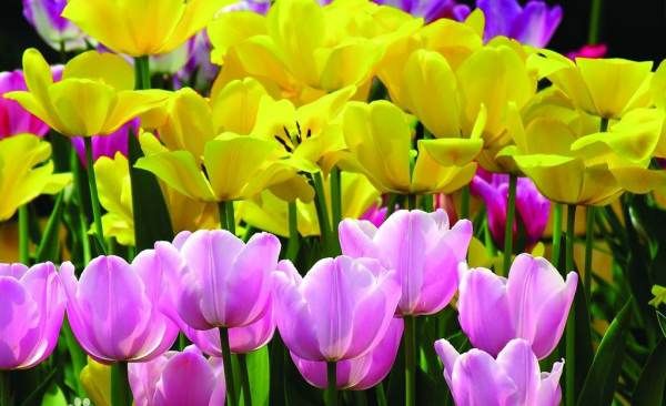 郁金香是哪个国家的国花,郁金香是哪个国家的国花图2