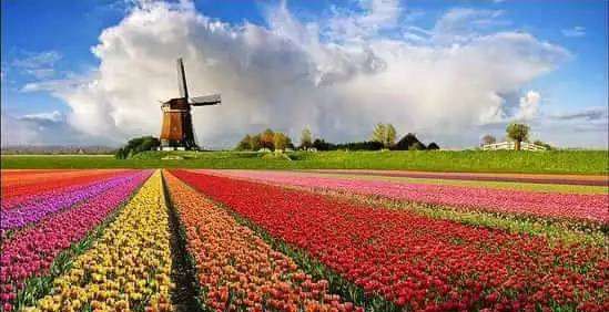 郁金香是哪个国家的国花,郁金香是哪个国家的国花图3