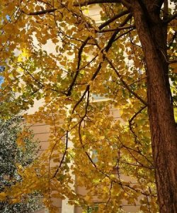 ​秋灵的寓意，秋灵是什么意思？