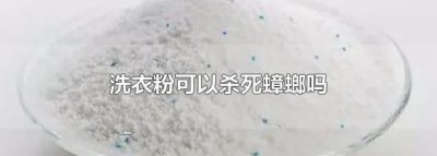 ​蟑螂怕洗衣粉,屋里全撒洗衣粉能除蟑螂吗
