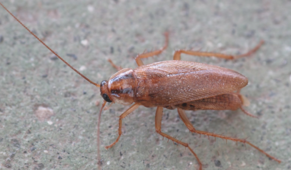 蟑螂怕洗衣粉,屋里全撒洗衣粉能除蟑螂吗图3