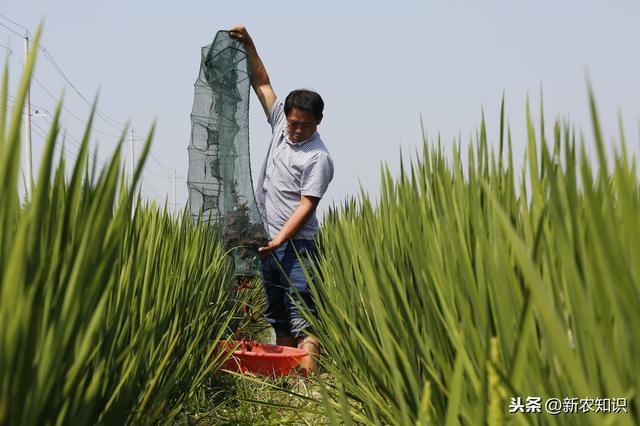 泥鳅养殖技术基础知识（泥鳅养殖技术关于池塘）(7)
