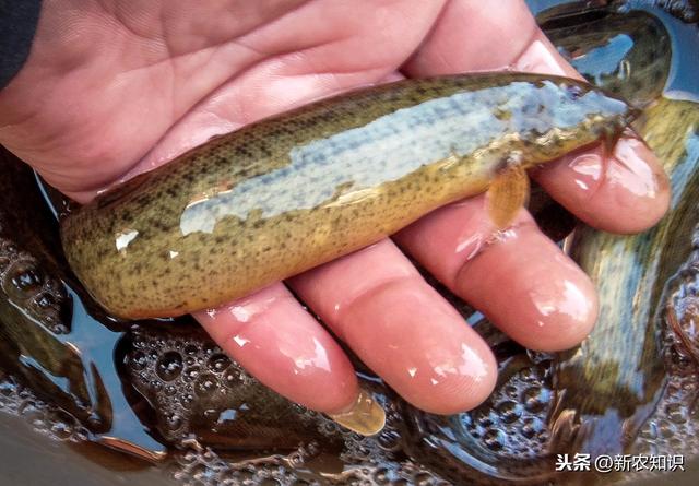 泥鳅养殖技术基础知识（泥鳅养殖技术关于池塘）(8)