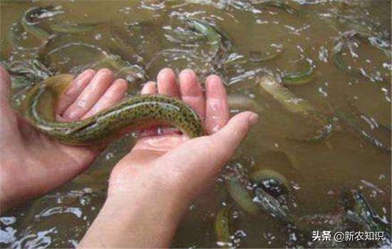 泥鳅养殖技术基础知识（泥鳅养殖技术关于池塘）(9)