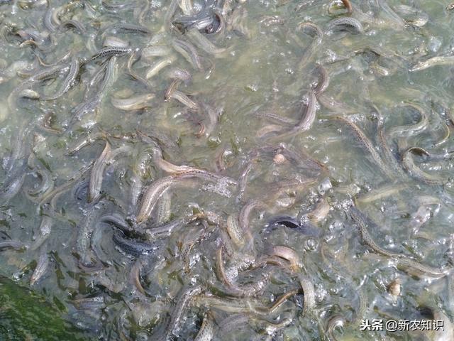 泥鳅养殖技术基础知识（泥鳅养殖技术关于池塘）(2)