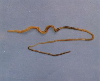 中国珍稀野灵巧物:黄岛长吻虫 多鳃孔舌形虫 库氏砗磲 鹦鹉螺