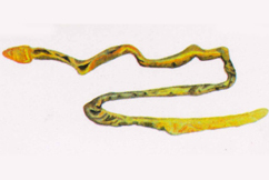 中国珍稀野灵巧物:黄岛长吻虫 多鳃孔舌形虫 库氏砗磲 鹦鹉螺