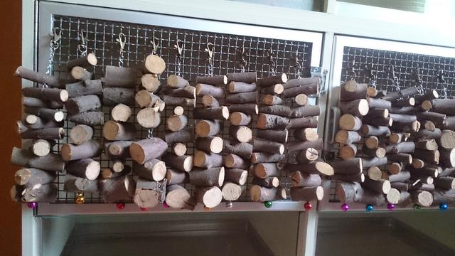 龙猫宠物饲养指南（龙猫新手饲养专区）(6)