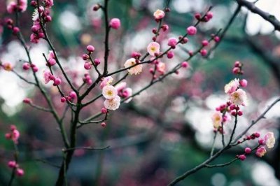 ​最好听的楚歌七律 词风雅韵韩英杰