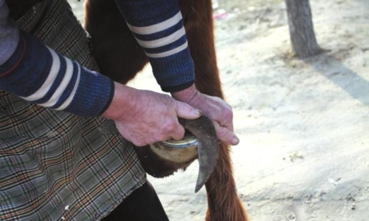 马蹄是马的指甲吗:马蹄卷中的“马蹄”是指像植物的马蹄还是像马的蹄子