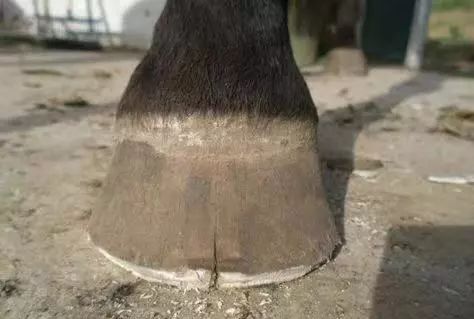 马蹄是马的指甲吗:为什么要给马蹄钉马掌呢