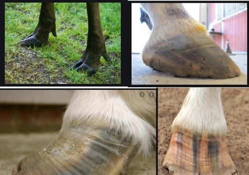 马蹄是马的指甲吗:驴蹄