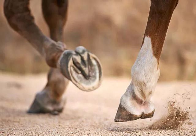 马蹄是马的指甲吗:马蹄是马指甲还是马Y子