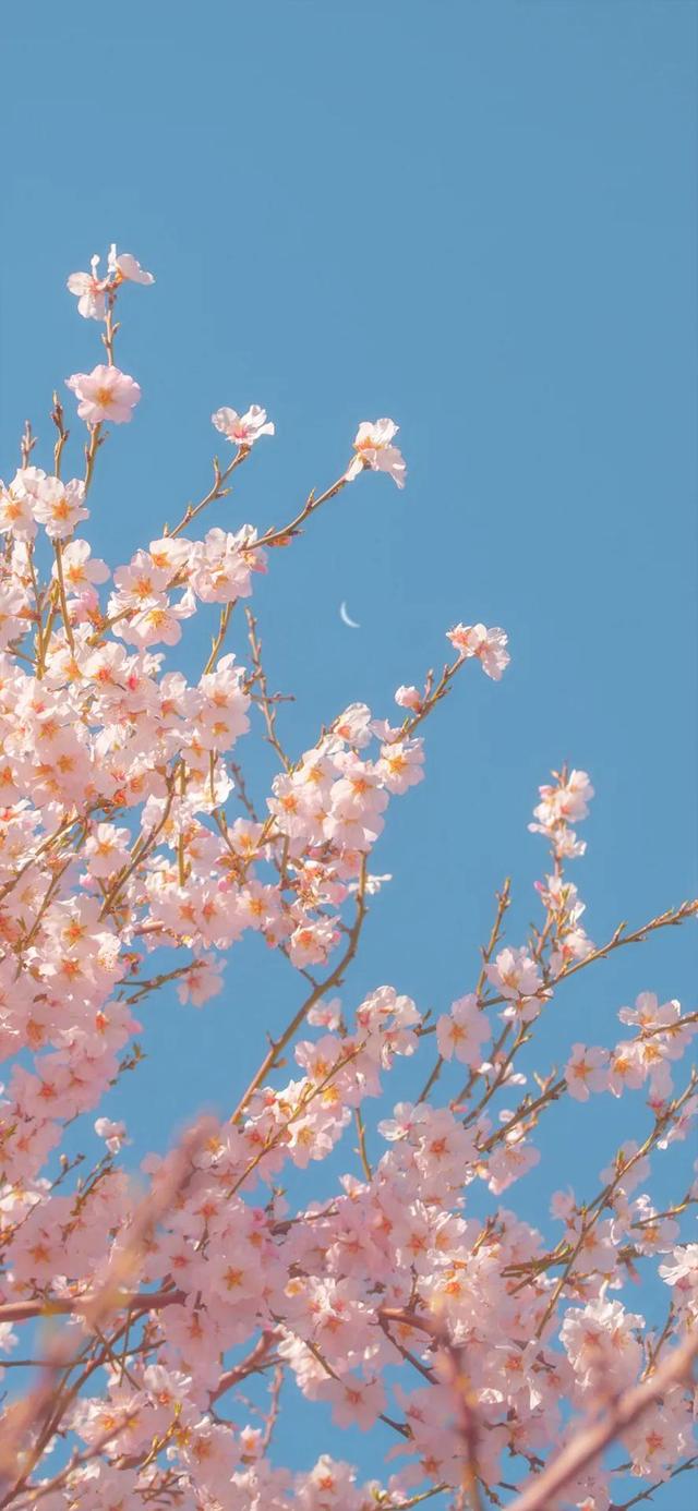 壁纸高清iphone手机壁纸精选(4k苹果手机壁纸全屏高清壁纸)(8)