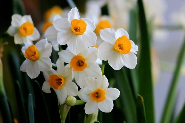 水仙花正确的养法怎么养(水仙花的养殖方法大全)(3)