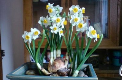 水仙花正确的养法怎么养(水仙花的养殖方法大全)