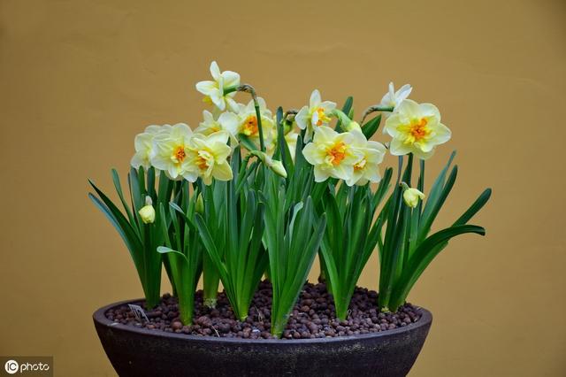 水仙花正确的养法怎么养(水仙花的养殖方法大全)(2)