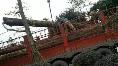 怎样判断是阴沉木(阴沉木常见几种鉴定方法)