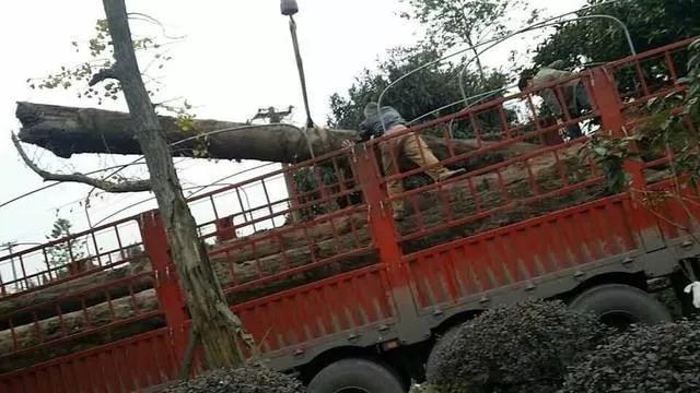 怎样判断是阴沉木(阴沉木常见几种鉴定方法)(1)