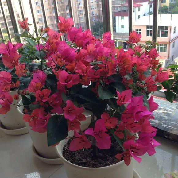 怎样自制氮磷钾肥料(在家也能自制氮)(10)