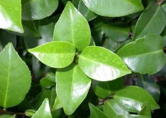 怎样自制氮磷钾肥料(在家也能自制氮)(6)