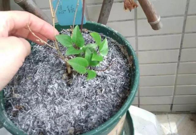 怎样自制氮磷钾肥料(在家也能自制氮)(14)