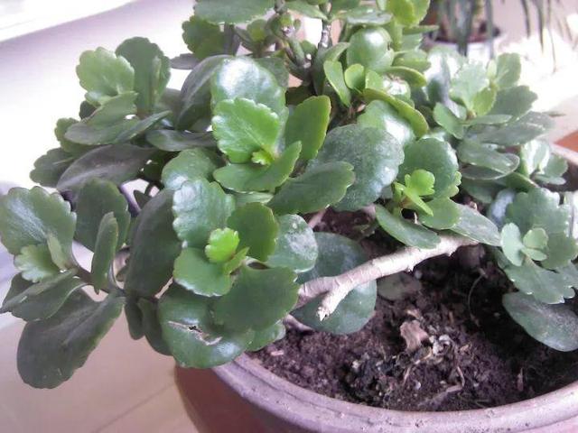 怎样自制氮磷钾肥料(在家也能自制氮)(7)