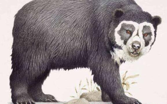 史前十大恐惧动物:十大旷古最猛烈动物有哪些