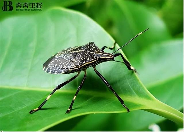 如何快速消灭臭虫(消灭臭虫简单又有效)(1)