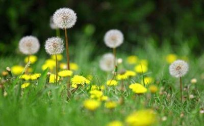 蒲公英怎么泡水喝,蒲公英怎样泡水最好?与什么搭配