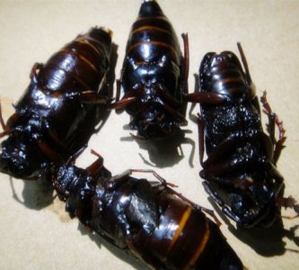 山水牛怎么做好吃,灌云方言搞笑视频大全