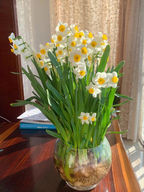 土培水仙花开完花以后怎么处理（土培水仙花开完花的处理方法）