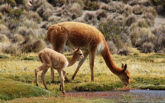 物种百科马鹿(物种百科骆马)(4)