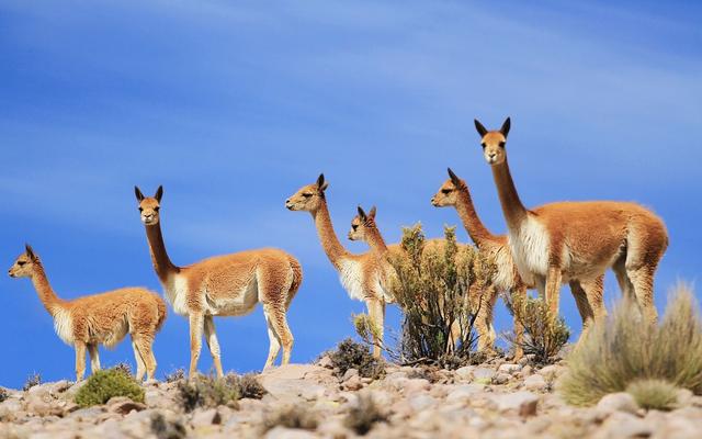 物种百科马鹿(物种百科骆马)(2)