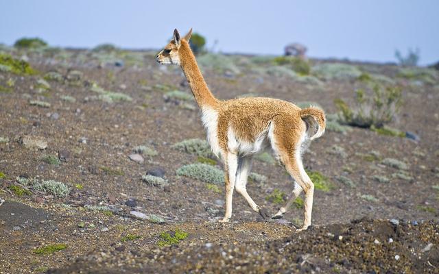 物种百科马鹿(物种百科骆马)(3)