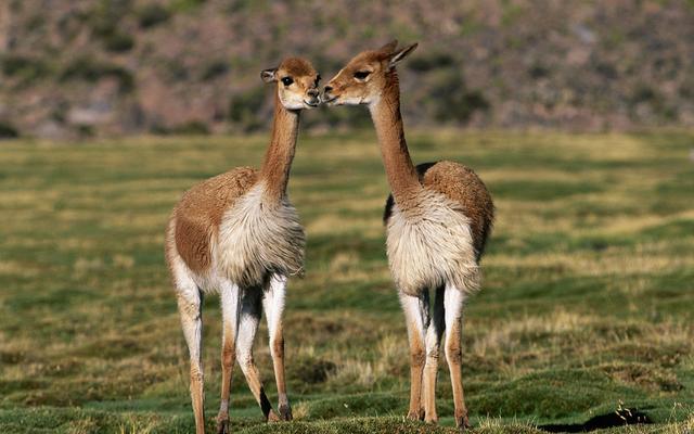 物种百科马鹿(物种百科骆马)(1)