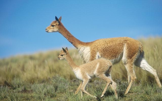 物种百科马鹿(物种百科骆马)(5)