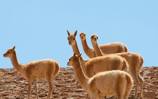 物种百科马鹿(物种百科骆马)(6)