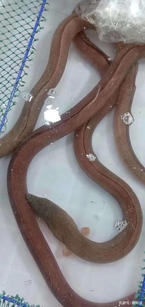 土龙是啥(土龙的简介)