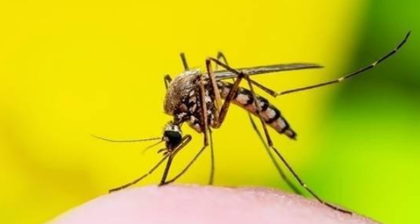 室内最有效的驱蚊方法,院子里驱蚊最有效的方法有哪些图8