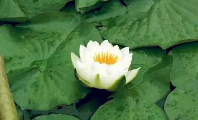 室内最有效的驱蚊方法,院子里驱蚊最有效的方法有哪些图5