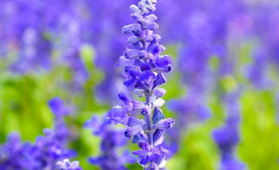 室内最有效的驱蚊方法,院子里驱蚊最有效的方法有哪些图4