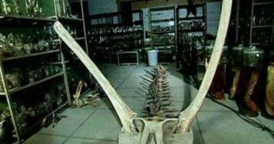 ​1944年皮蛋江坠龙事变究竟，目打证人亲口所述真龙面貌