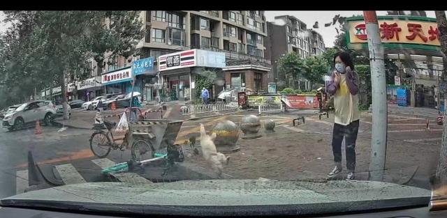 遛狗老人被高空坠猫砸晕判决(沈阳一小区高空坠猫砸中车辆)(1)