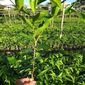 沉香木种植(种植沉香木的方法)