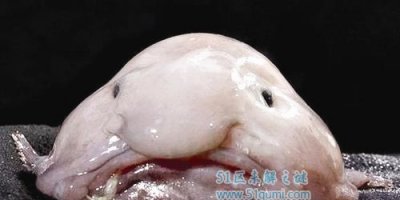 ​世界上最丑恶的10大物种 丑恶到我了快赔偿!